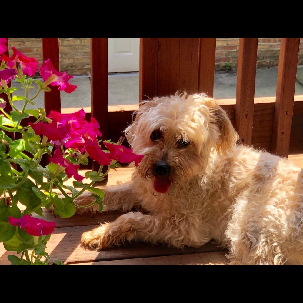 Meet your Posher, Susan